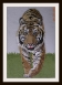 THE TIGER -2     2005  M-72